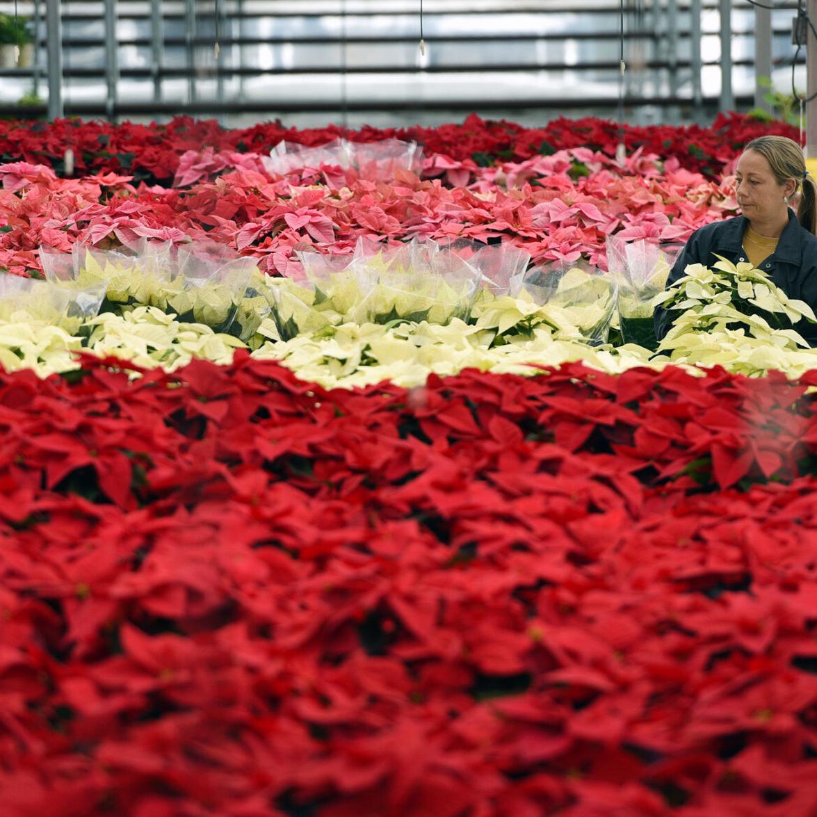 Zehrs Uxbridge Flowers Best Flower Site
