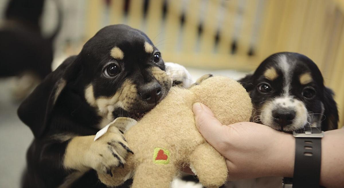 VIDEO Passel of puppies available for adoption at Oshawa Animal Services