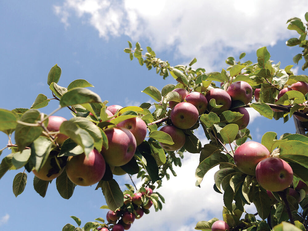 3 Great Places To Pick Your Own Apples In Durham Region