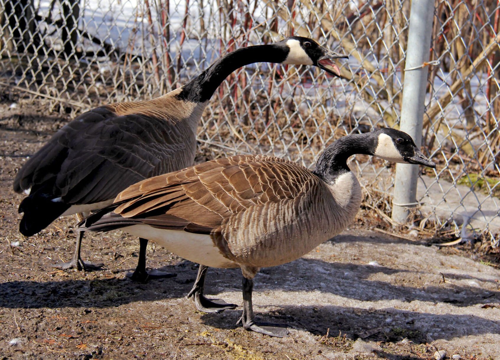 Canada goose vs clearance dog