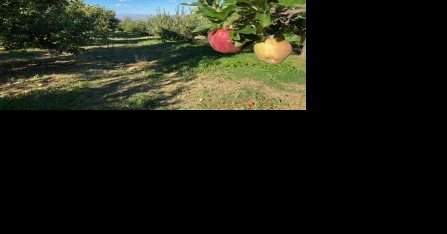 The pleasures of apple picking at Mount Graham's Angle Orchard - Vimarsana News