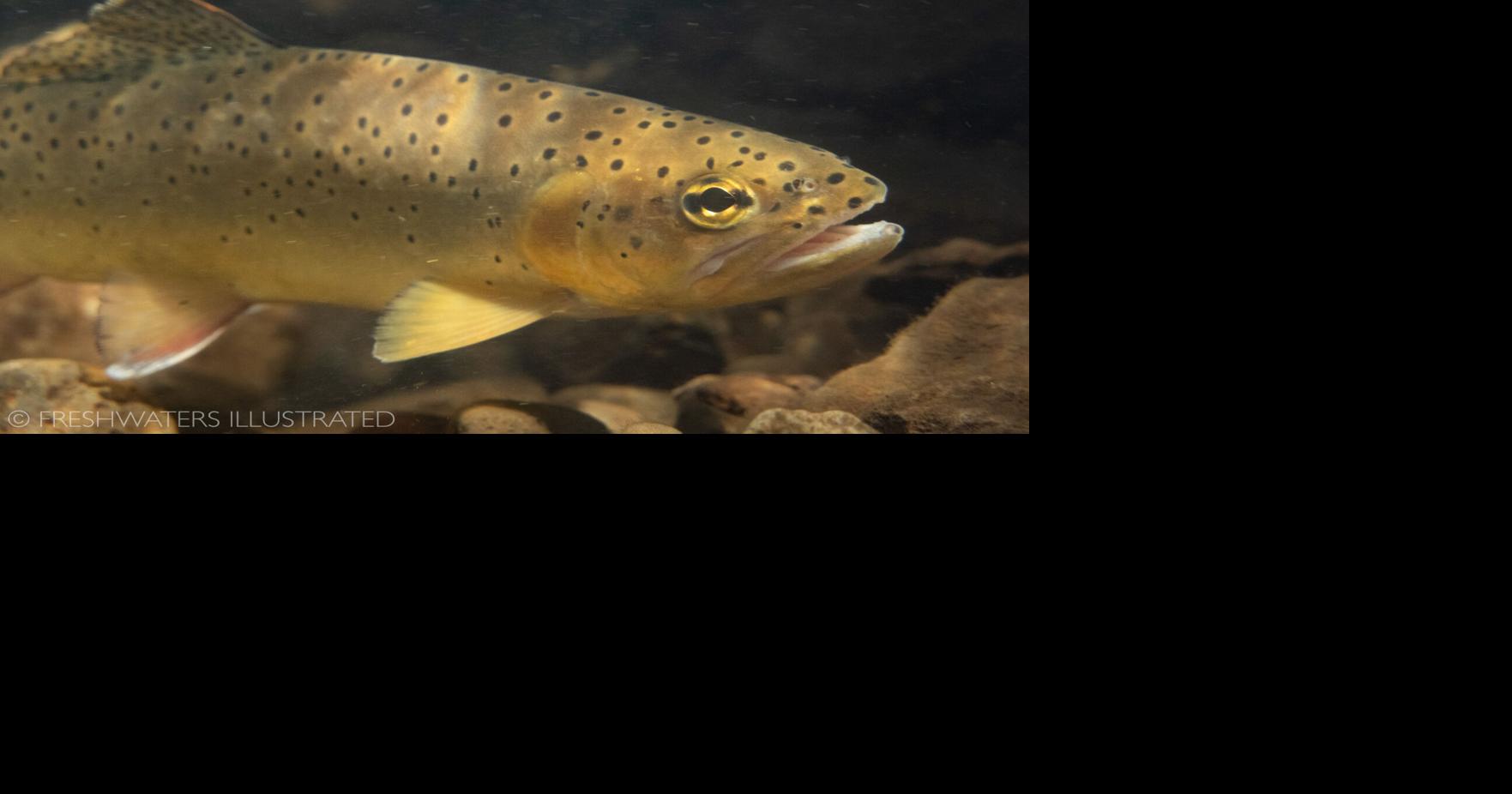 Apache trout proposed for removal from endangered list Complimentary