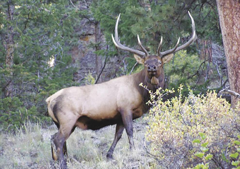 Elk hunting opportunities still available Local Sports News