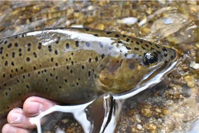 New limits on trout fishing in Yukon in effect this spring