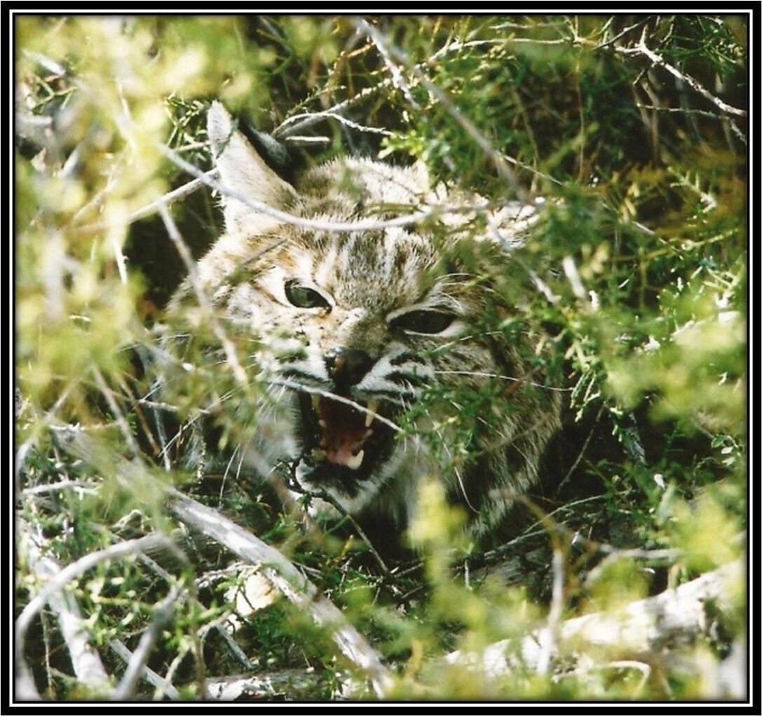 When rabies comes a-calling | Complimentary | eacourier.com