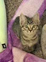 Desert Cat Rescue Cat of the Week