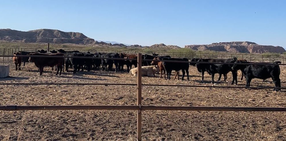 Ranchers finding new ways to deal with drought, COVID-19 | Local News ...