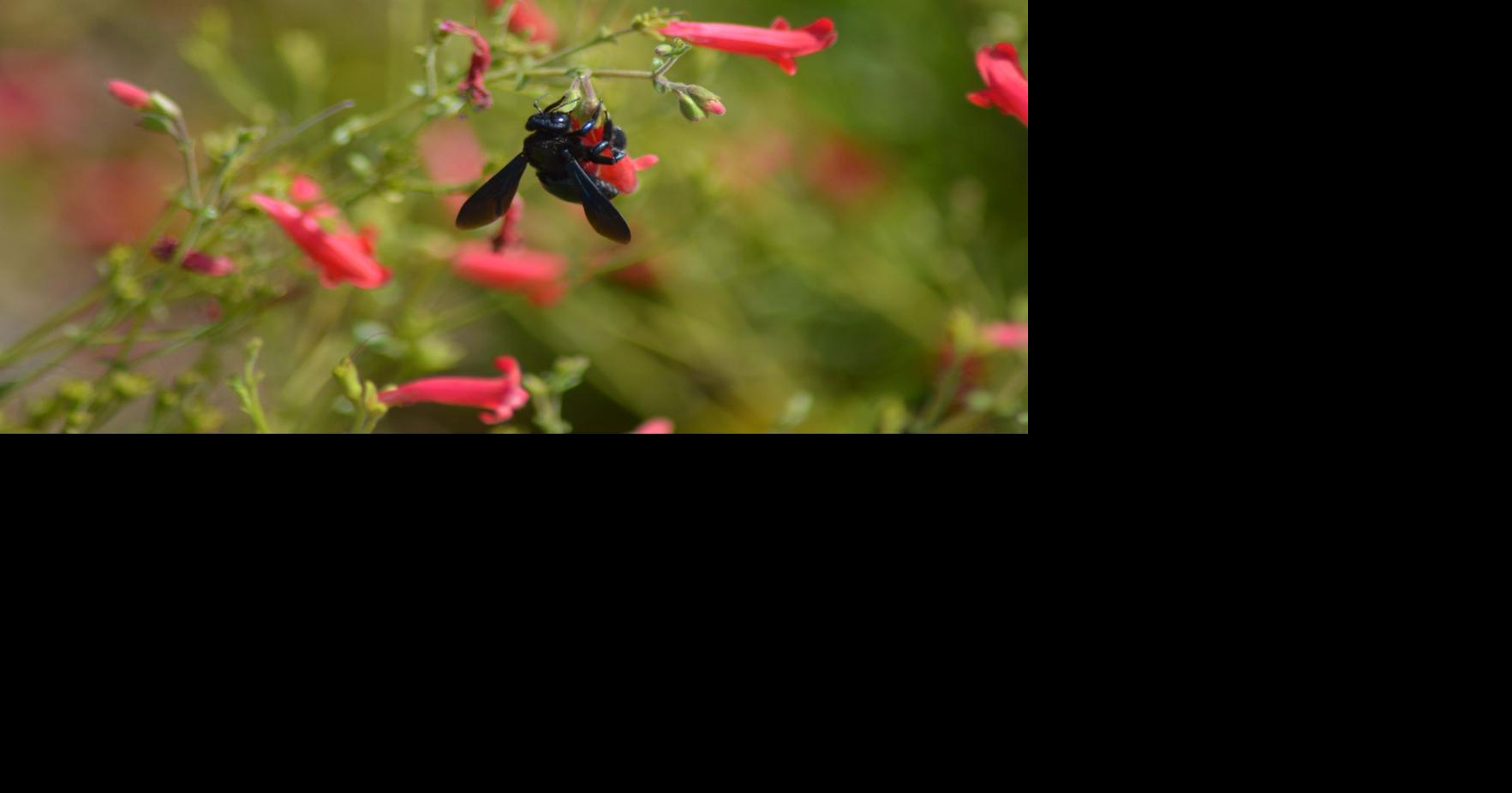 Study finds massive decline in flying insects | Local News | eacourier.com