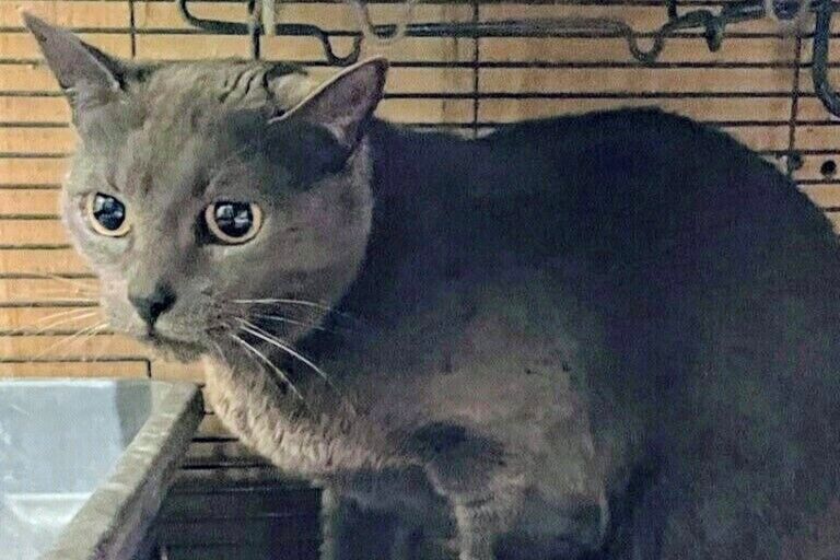Desert Cat Rescue Cat of the Week - Vimarsana News