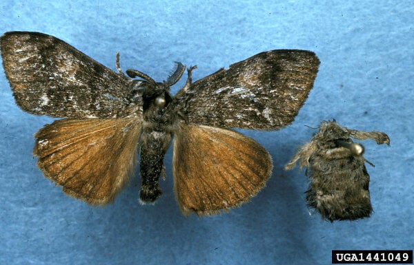Douglas-fir tussock moth
