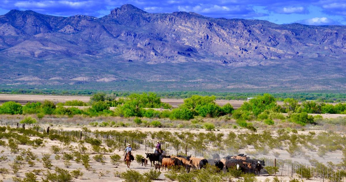 New BLM Grazing Regulations Promise Needed Flexibility