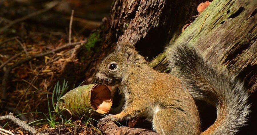 Uptick reported in Mount Graham red squirrel population