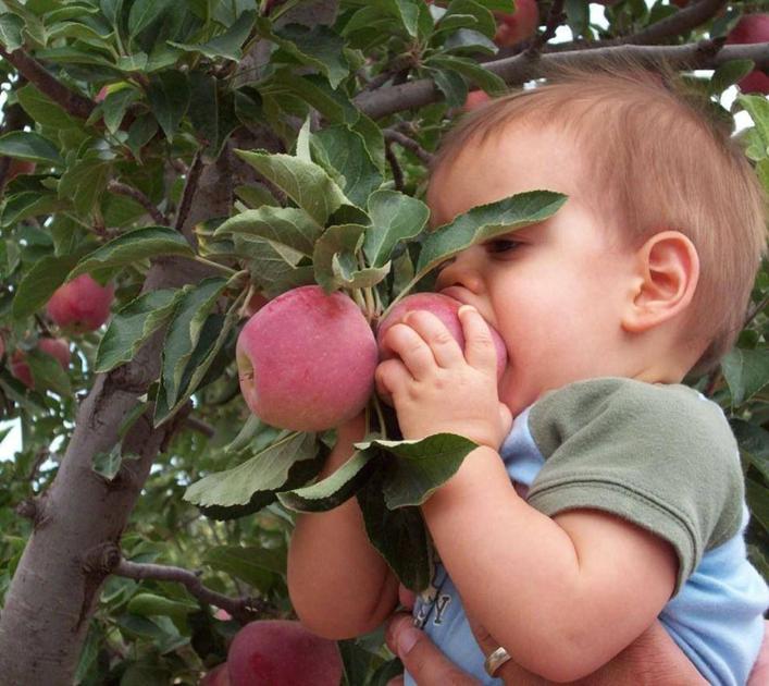 Apple Harvest Celebration starts this weekend | Local News Stories ...