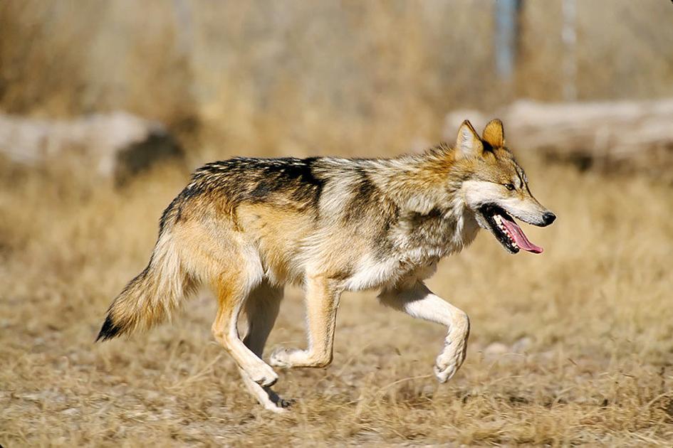 Report: Mexican gray wolf is a subspecies, keeps endangered status