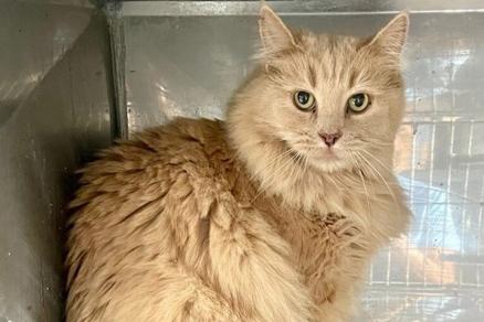 Desert Cat Rescue Cat of the Week - Vimarsana News
