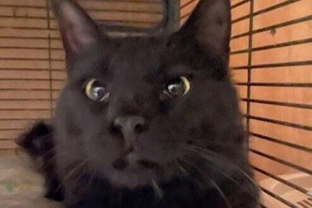 Desert Cat Rescue Cat of the Week - Vimarsana News