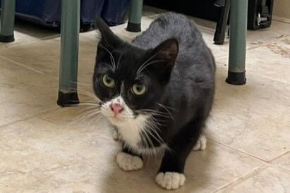 Desert Cat Rescue Cat of the Week