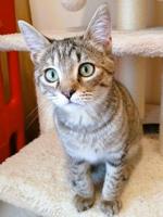 Desert Cat Rescue Cat of the Week