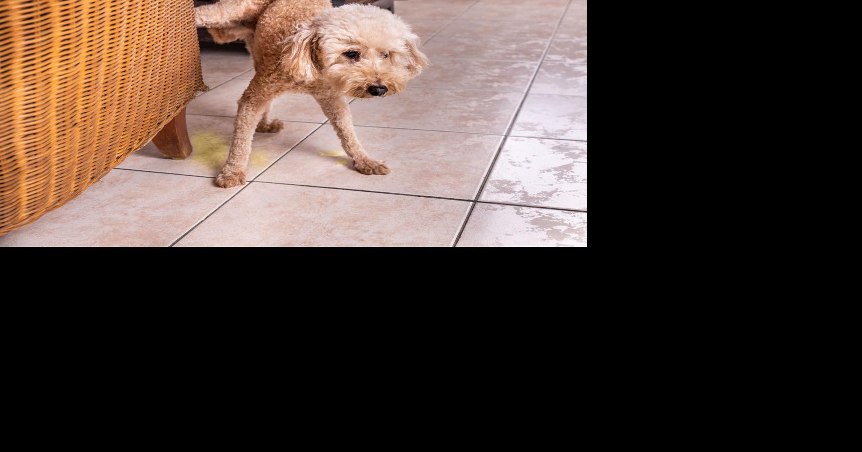 3 essential tips to successfully house train older dogs Complimentary