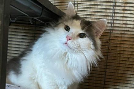 Desert Cat Rescue Cat of the Week - Vimarsana News
