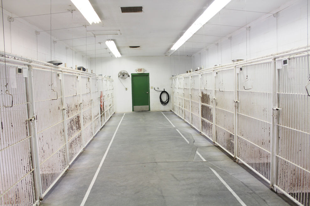 Animal Control Dealing with unwanted pets Local News Stories