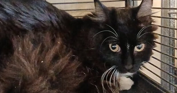 Desert Cat Rescue Cat of the Week