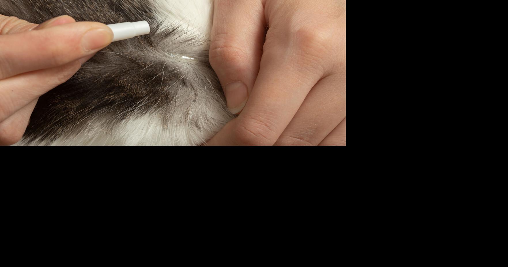 Comparing flea control products for cats and dogs | Complimentary ...
