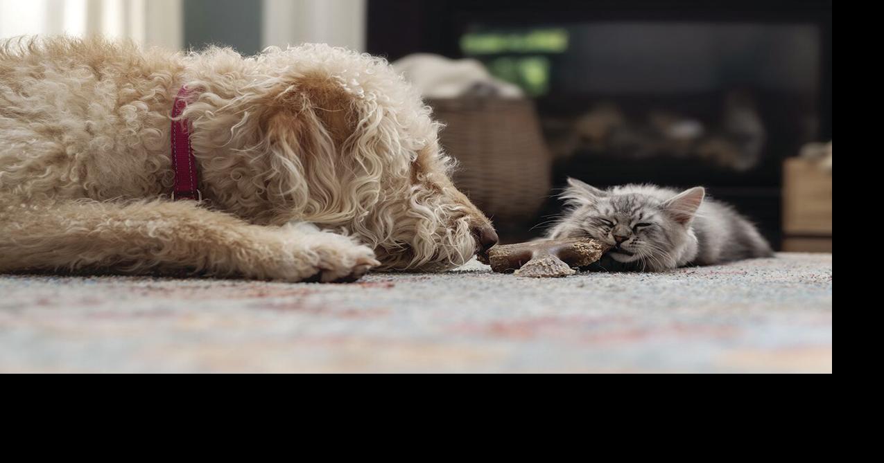 Prevent pets from fighting like cats and dogs | Pets | eacourier.com