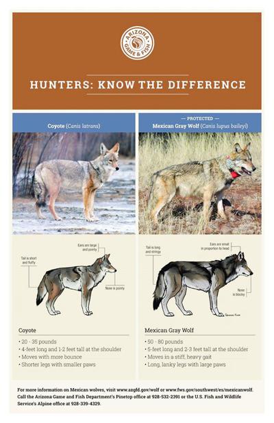 Differences between wolves and coyotes