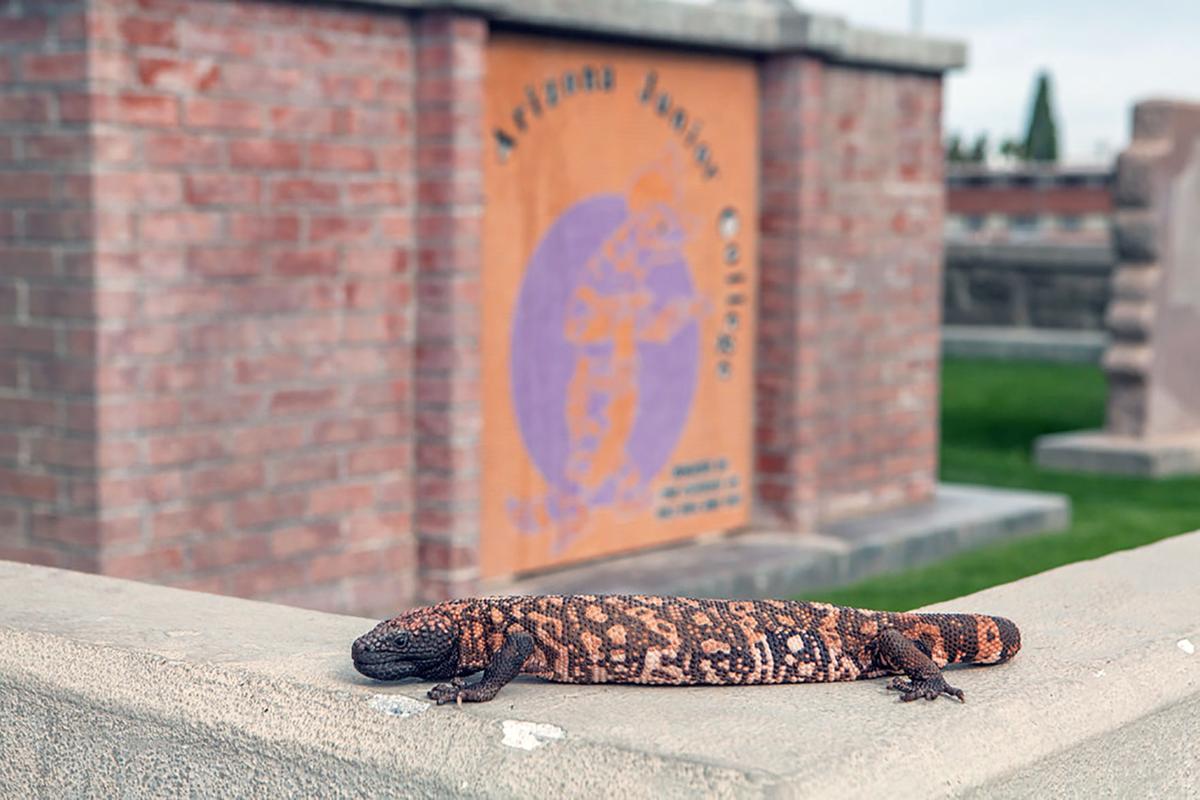 Public Invited To Name Ea S New Gila Monster Local News Stories Eacourier Com Iya, sekalian kalau kamu mau, saya juga nggak keberatan ngelonin kamu tidur, candaku kepadanya. gila monster