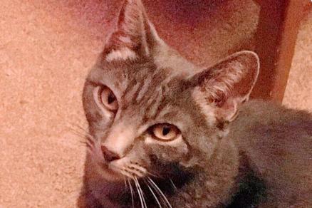 Desert Cat Rescue Cat of the Week - Vimarsana News