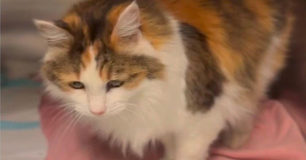 Desert Cat Rescue Cat of the Week