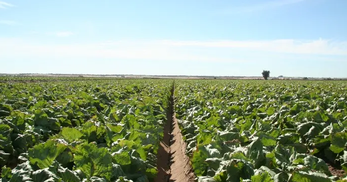 Colorado River Projections Paint Grim Future for Farmers
