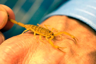 poisonous scorpions in costa rica