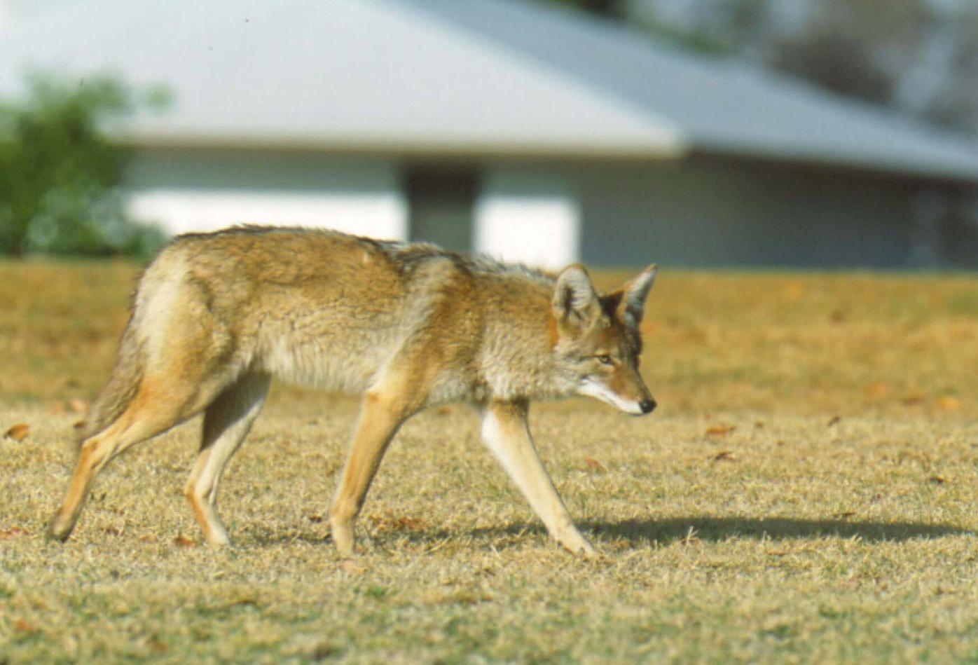 Why are we seeing more coyotes in the Phoenix area? Wildlife
