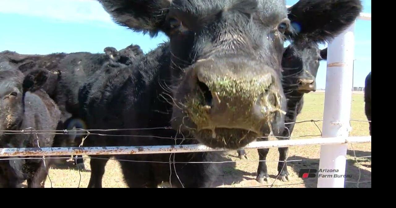Screwworm Could Change How Arizona Ranches Operate