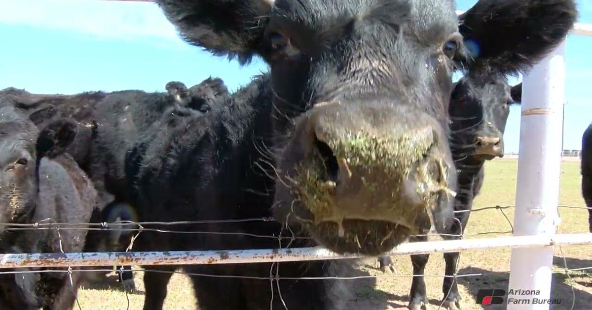 Screwworm Could Change How Arizona Ranches Operate