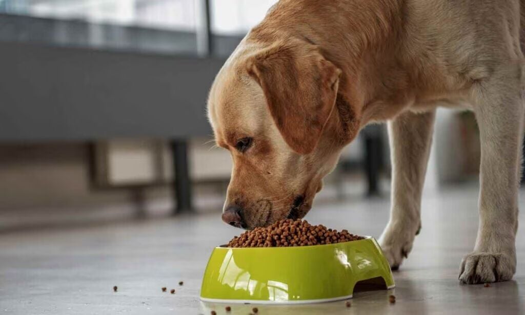 How Much Food Should an Adult Dog Eat: Essential Feeding Guide