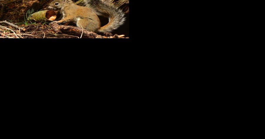 Endangered squirrel's numbers drop in latest estimate - Vimarsana News