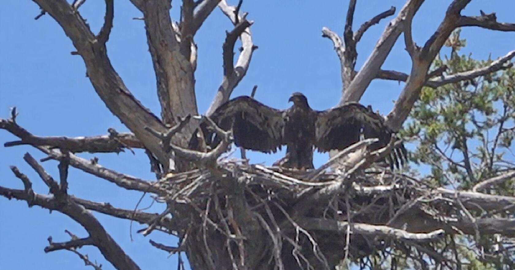 Eagle's first flight made for a special 4th of July - Vimarsana News