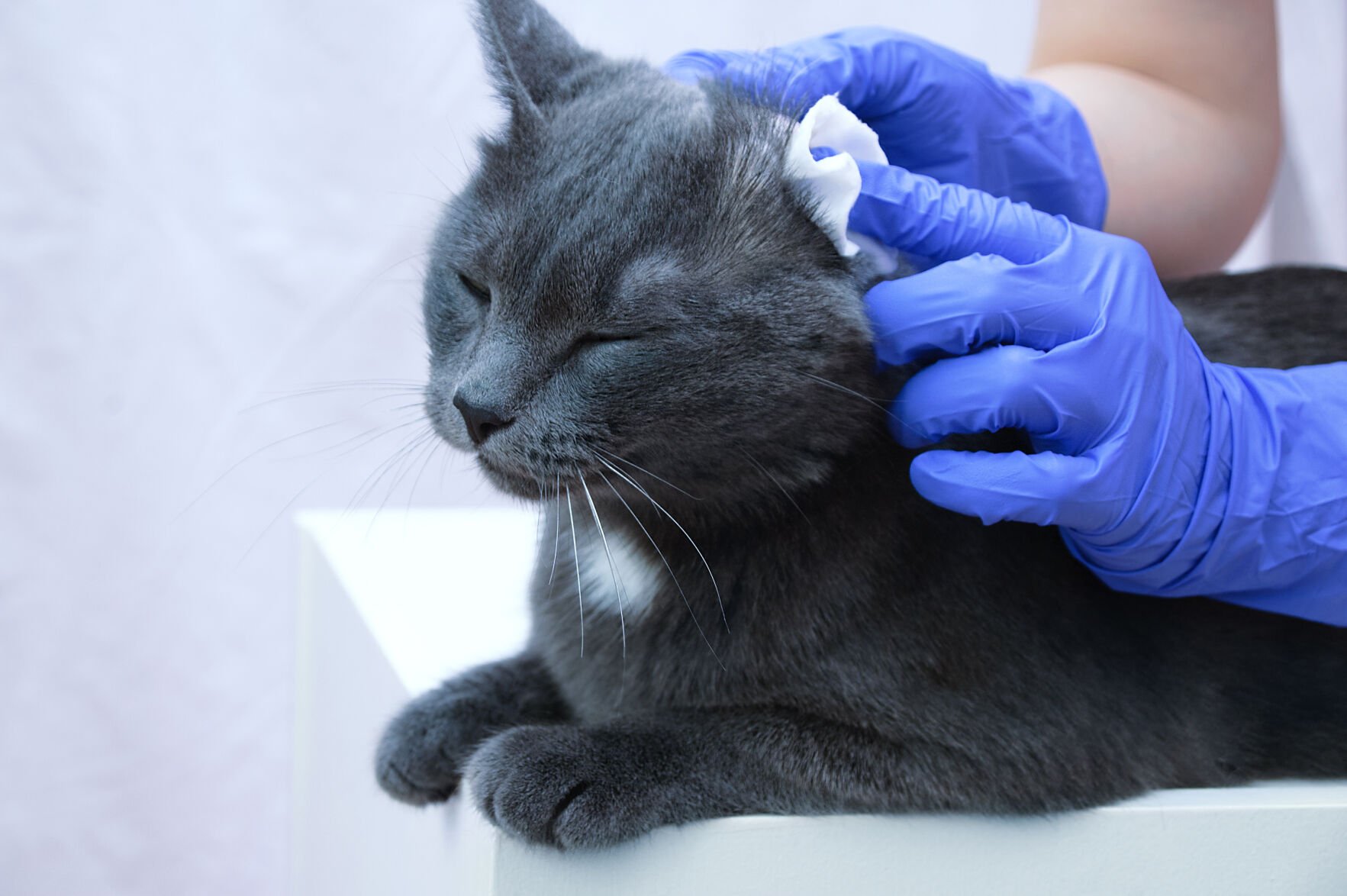 Cleaning cat's outlet ears