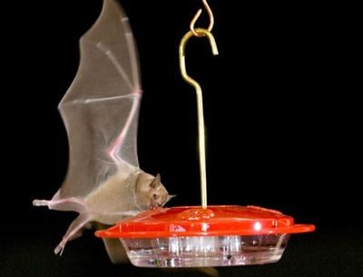 Hummingbird Feeder Owners Asked To Watch For Bats News