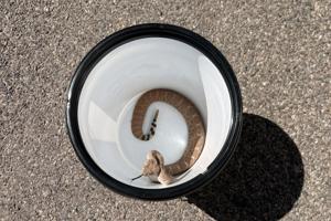 DVRFD removes rattlesnake from York Valley home