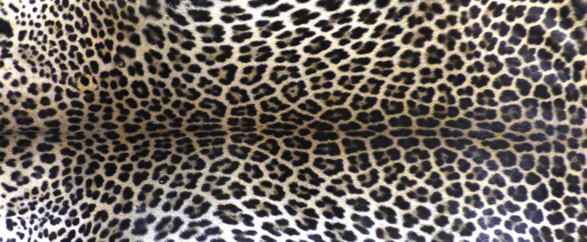 Leopards don t change their spots Complimentary eacourier com