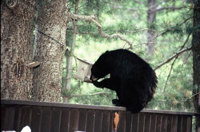 Arizona Game And Fish Warns Of Increased Urban Wildlife Sightings Local Sports News Eacourier Com