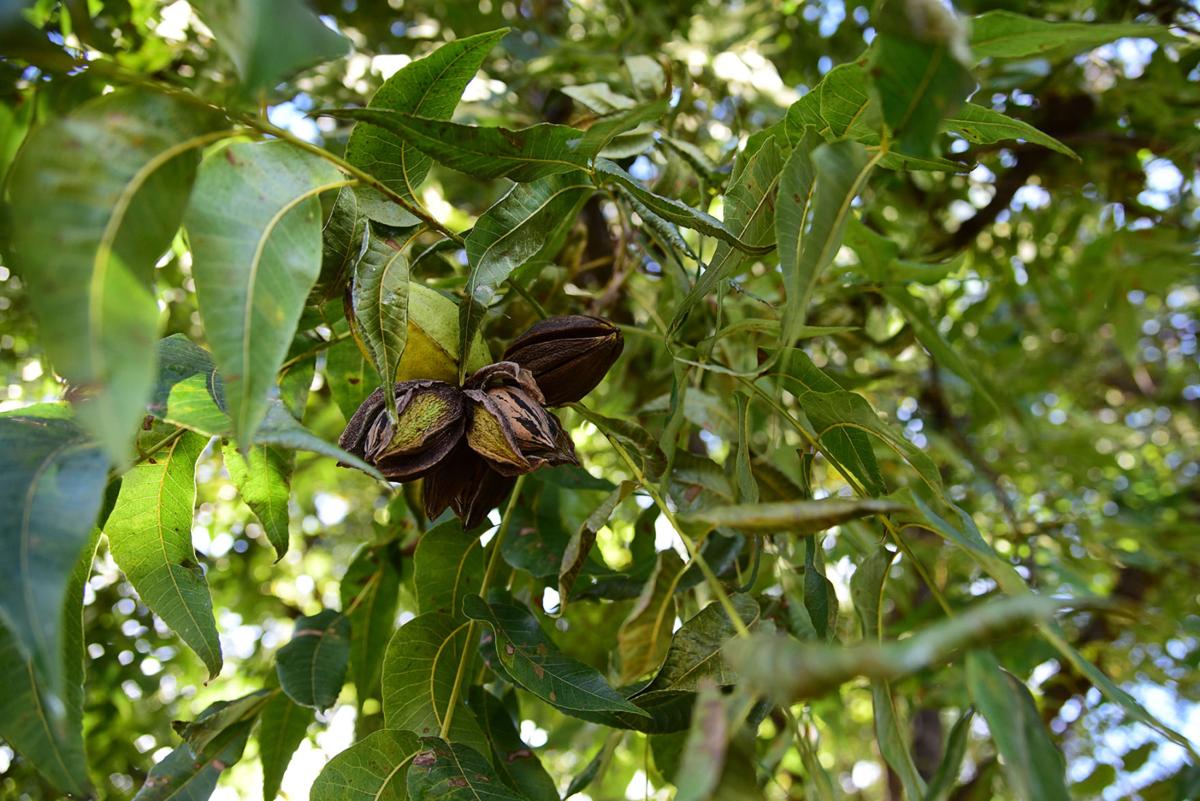 Future of southern Arizona farming floats on water News