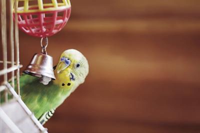 What to know about having a bird as a pet