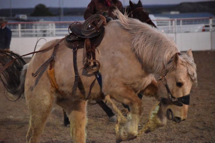 Rodeo bronc riders test their limits Featured