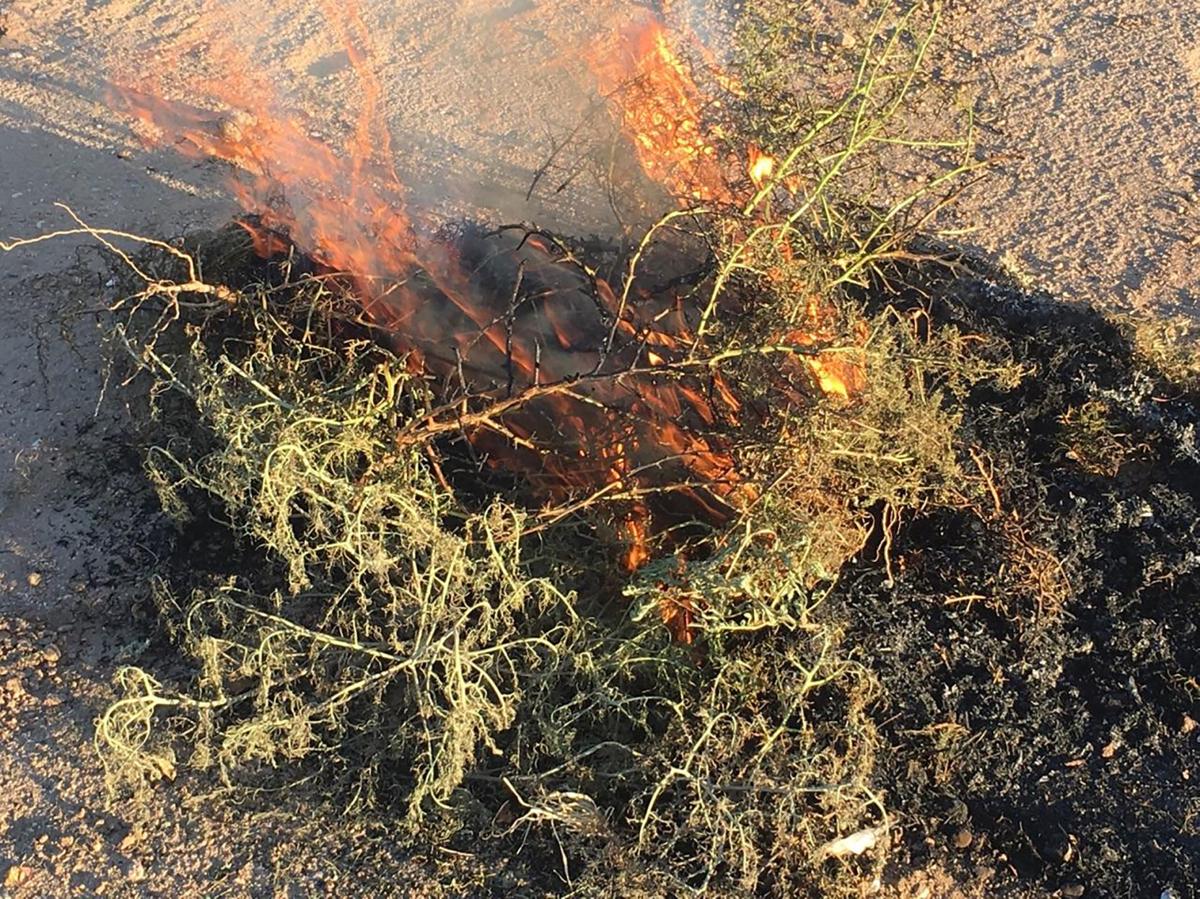 Weedburning tragedy averted by quick action Local News Stories