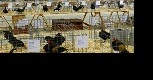 Birds of a feather shown together as poultry exhibition returns - Vimarsana News